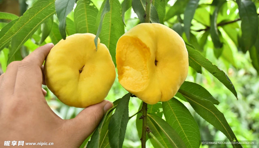 黄金蟠桃