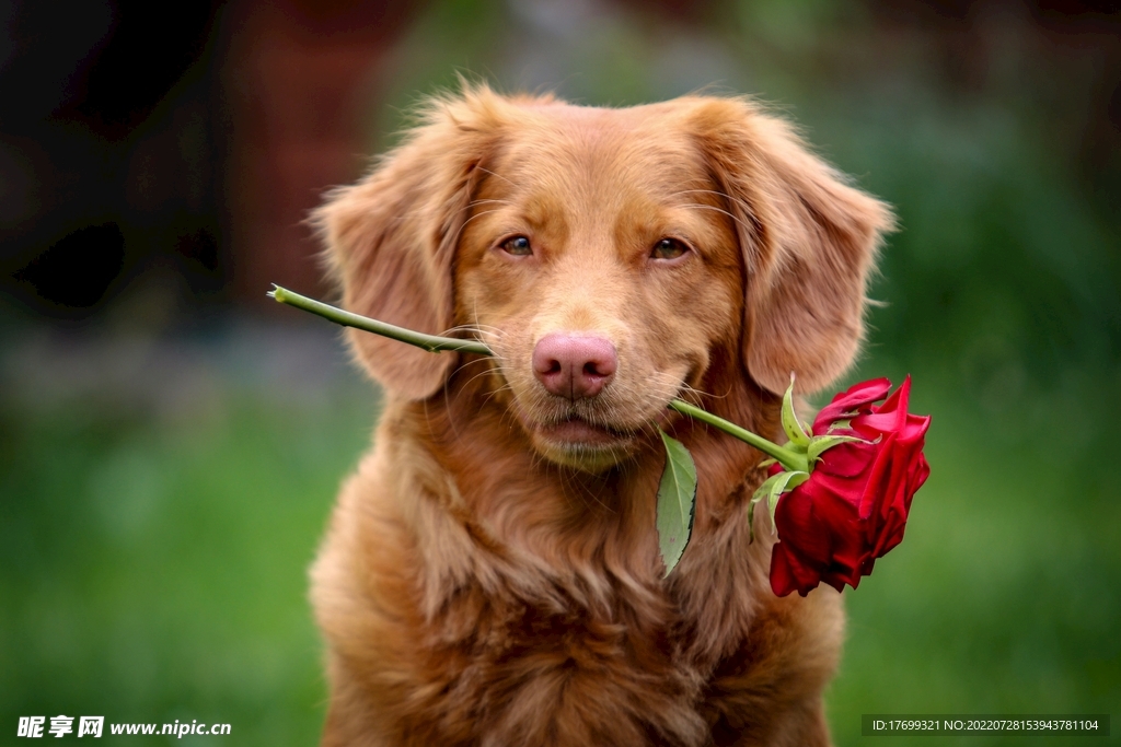 狗叼着玫瑰花的表情图片