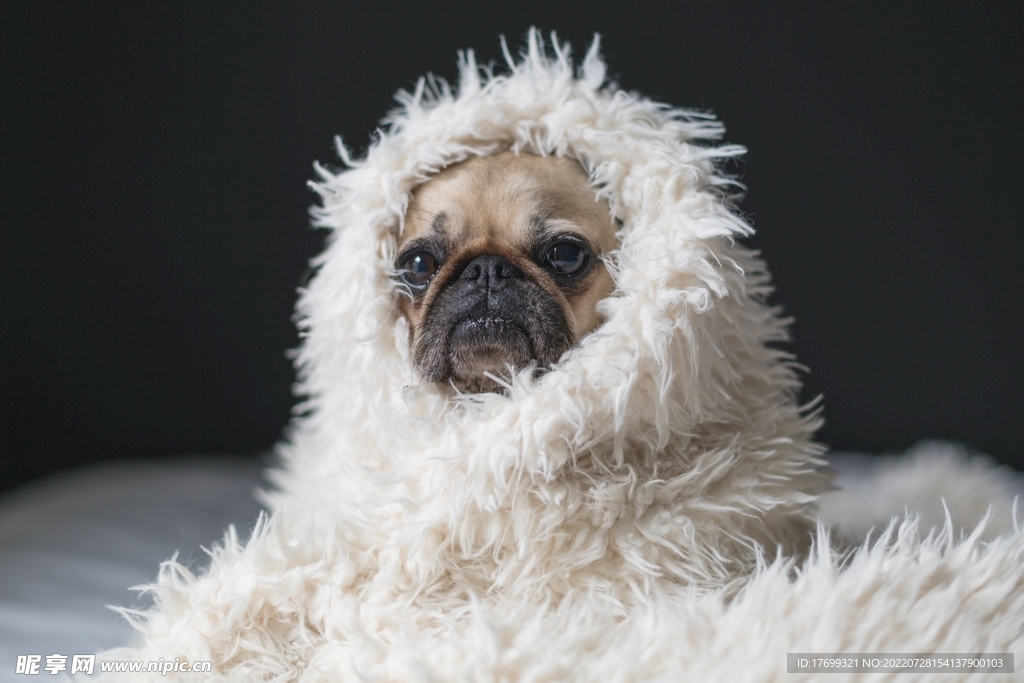 披毛毯的狗