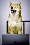 狗