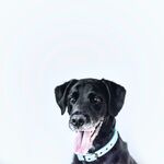 狗