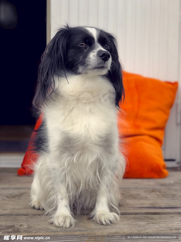 狗