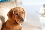 狗