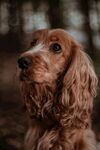 金毛犬