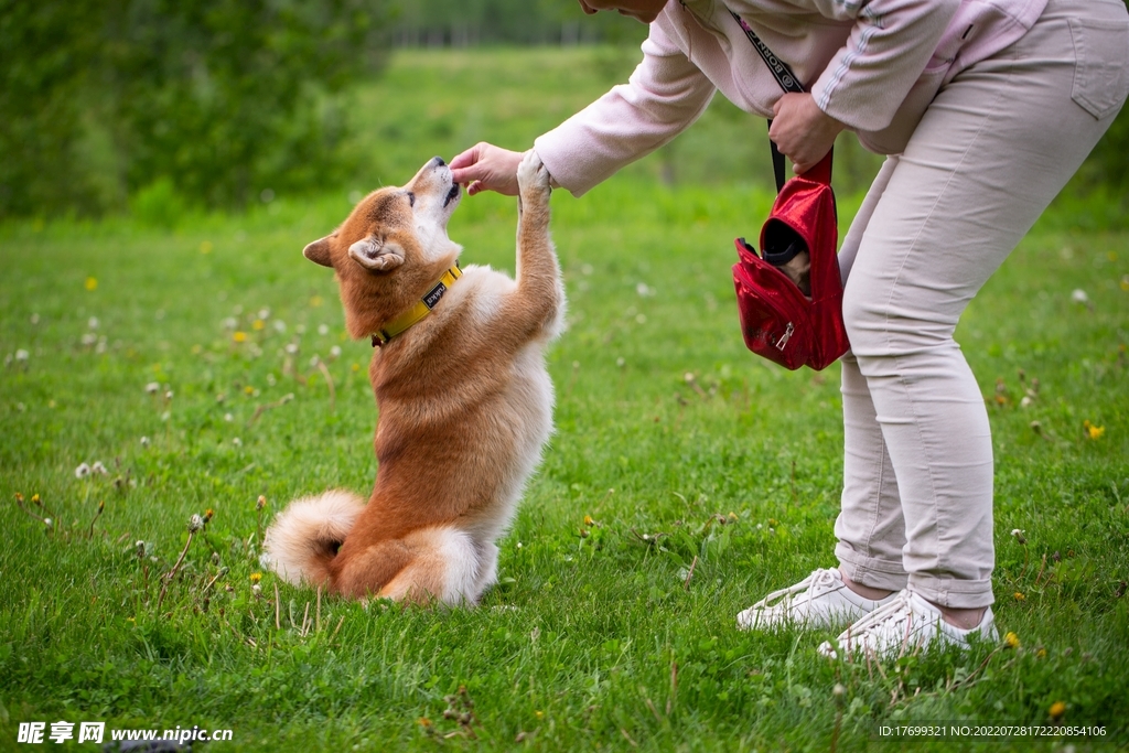 狗