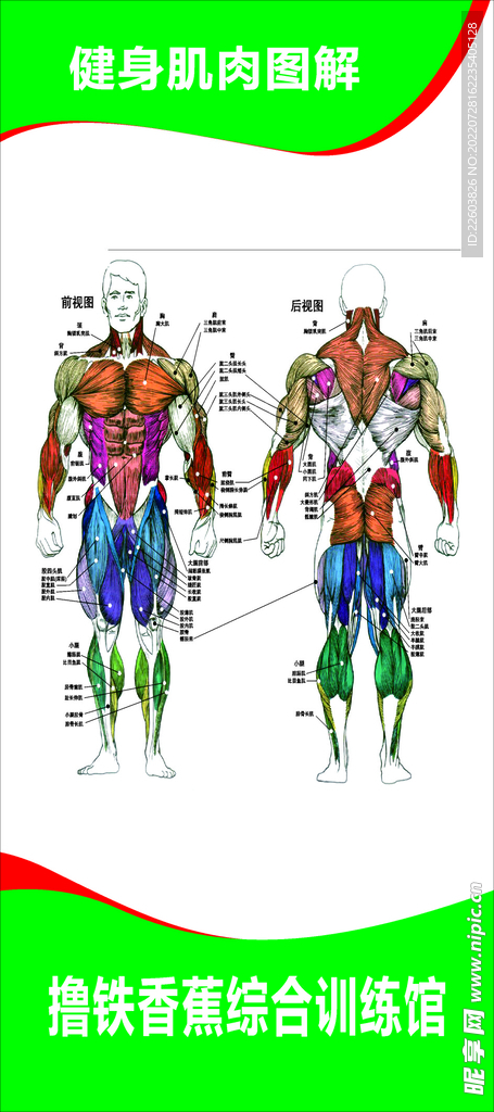 健身肌肉图解