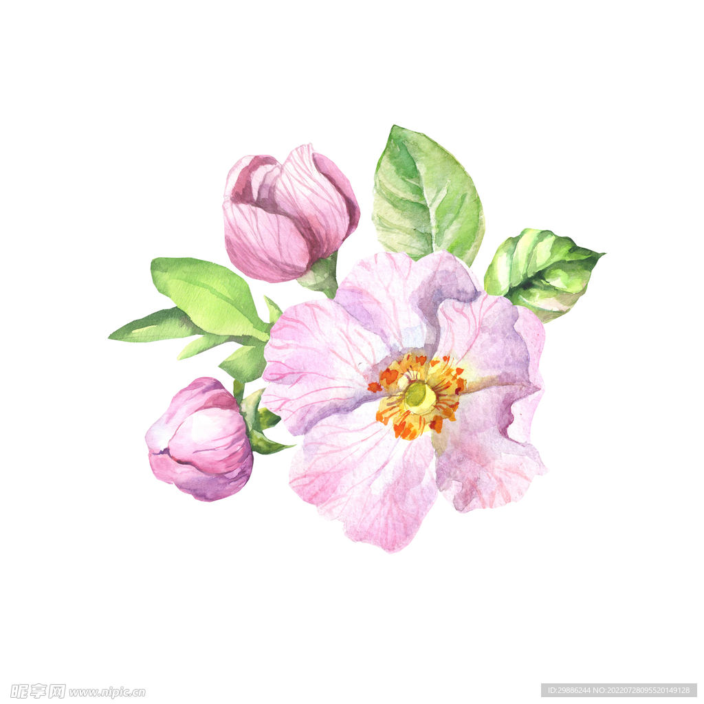 花卉