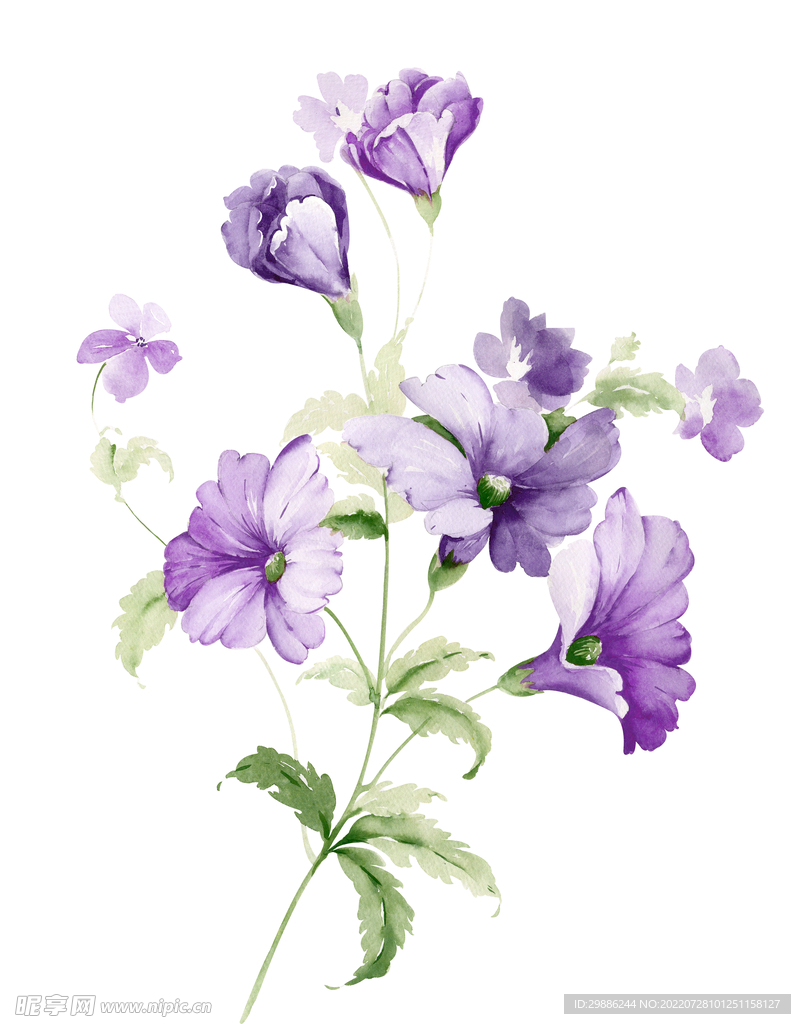 花卉