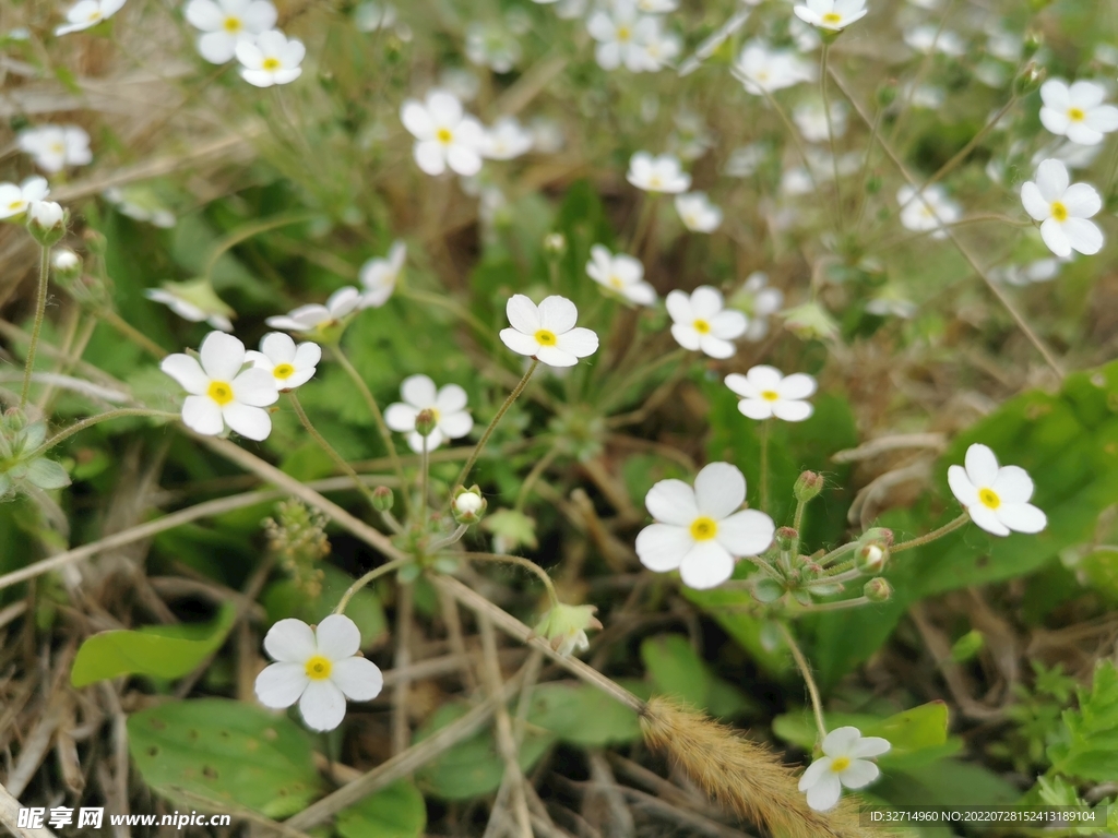 小白花