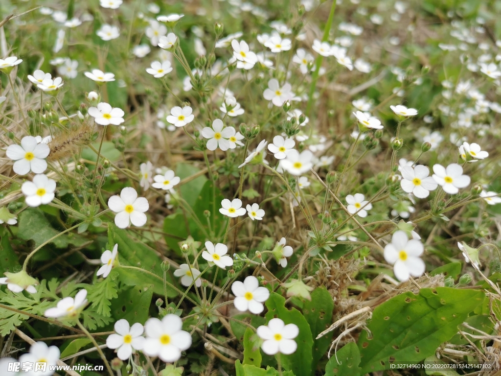 小花丛 草丛