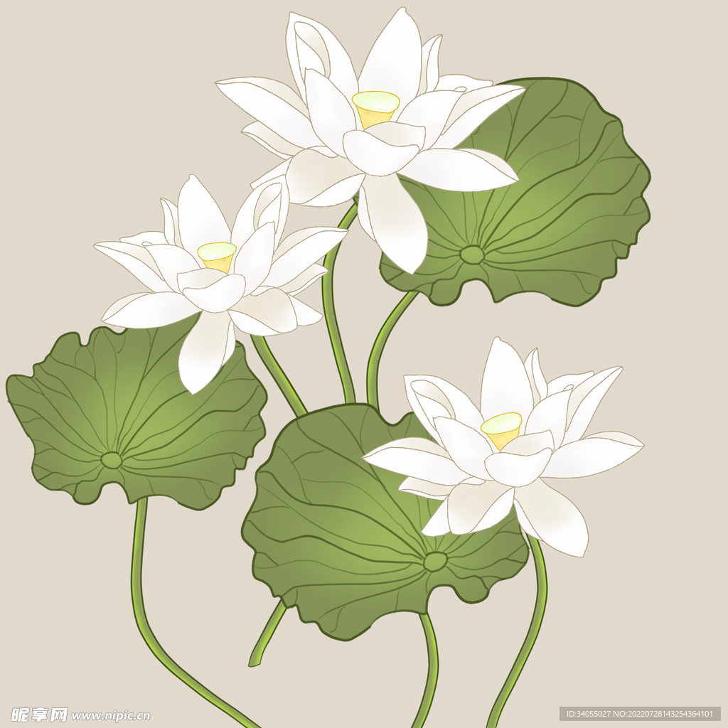 荷花