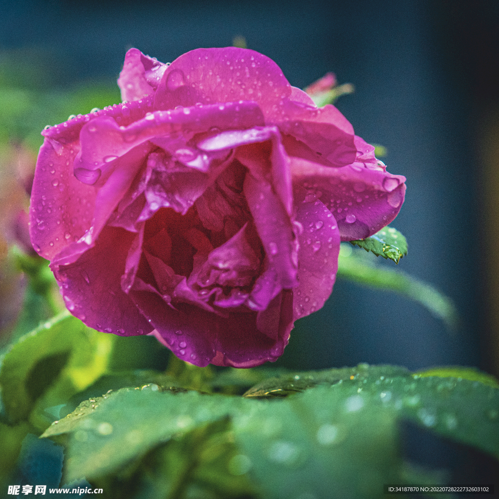 玫瑰花