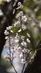 李子花特写