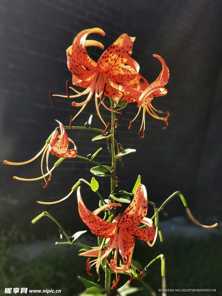 野百合