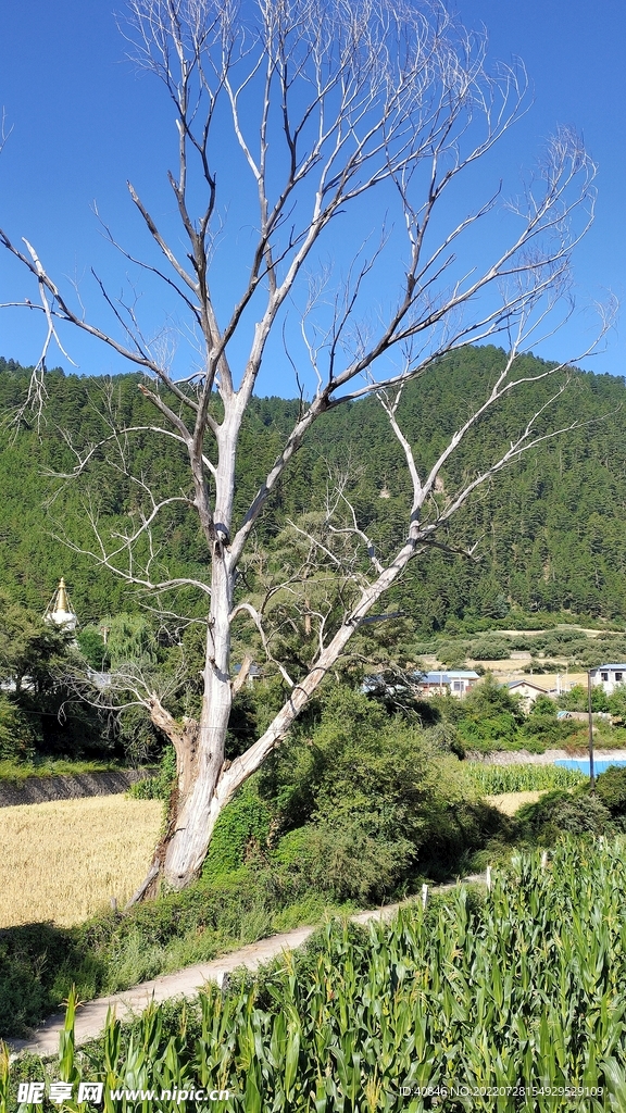 树