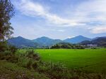 田野