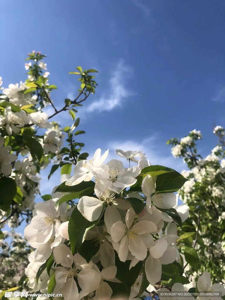 海棠花