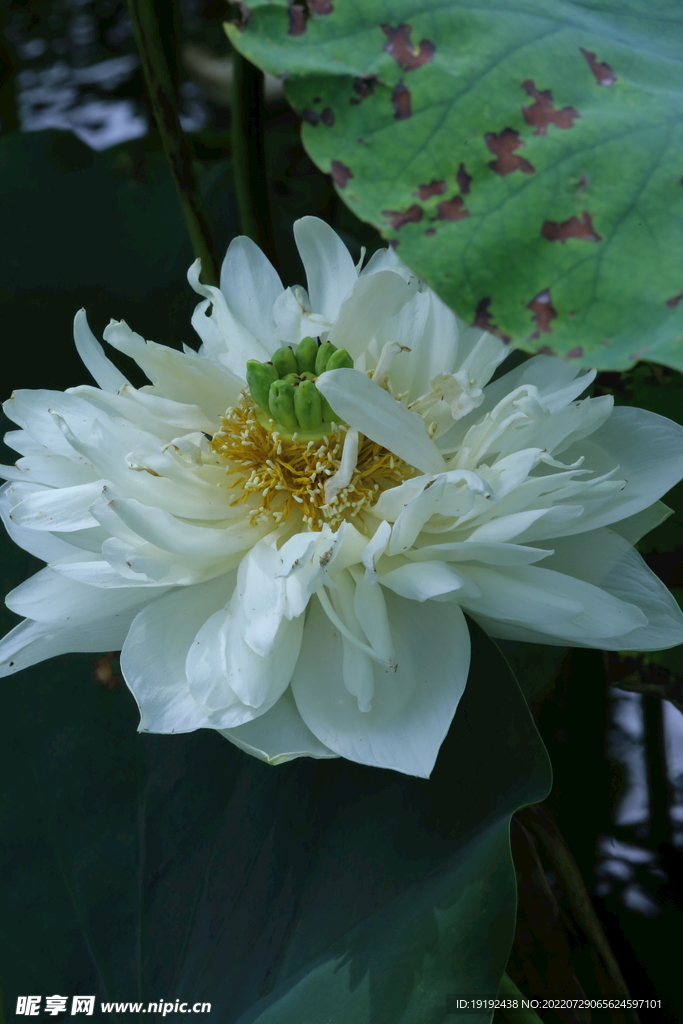 荷花