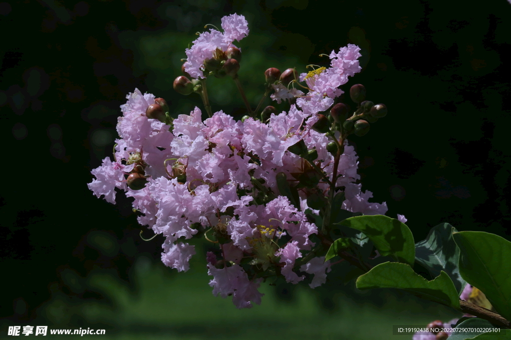 紫薇花 