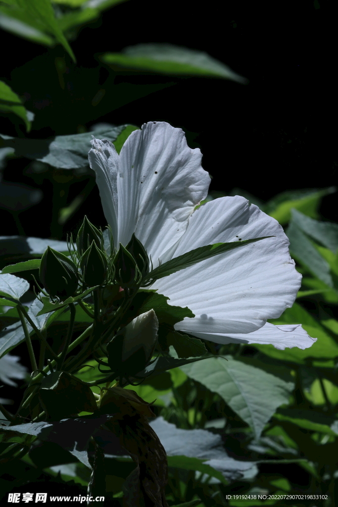 芙蓉葵 
