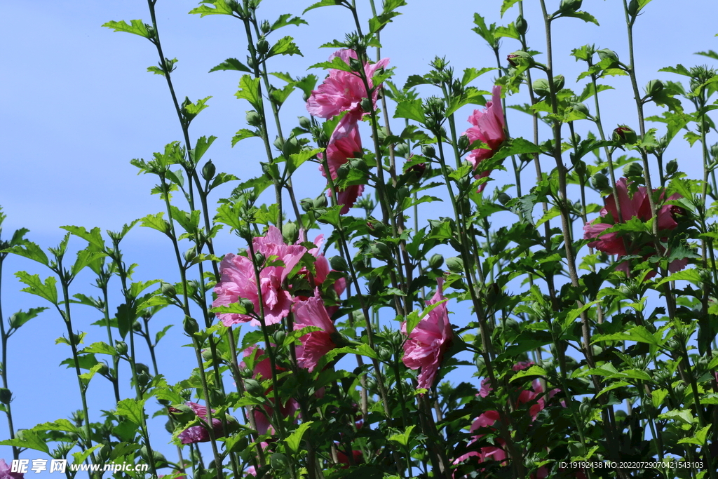 木槿花 