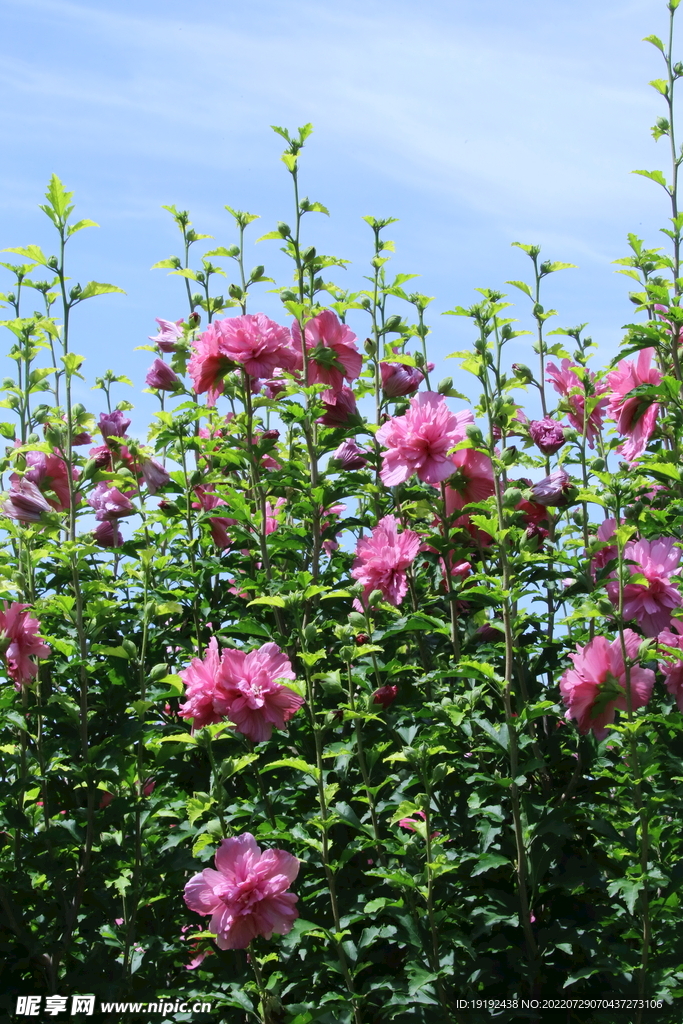 木槿花 