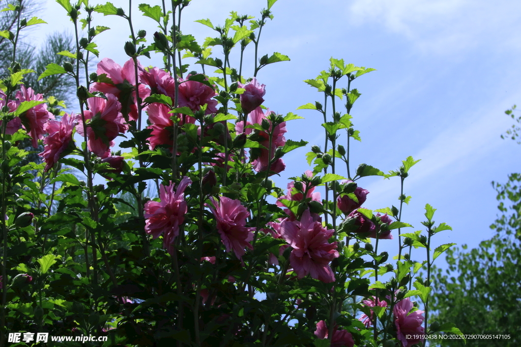 木槿花 