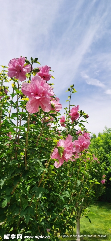 木槿花  