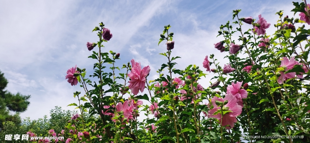木槿花 