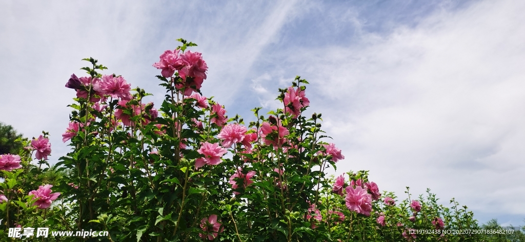 木槿花