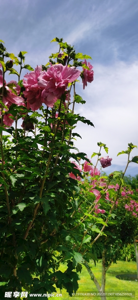 木槿花  