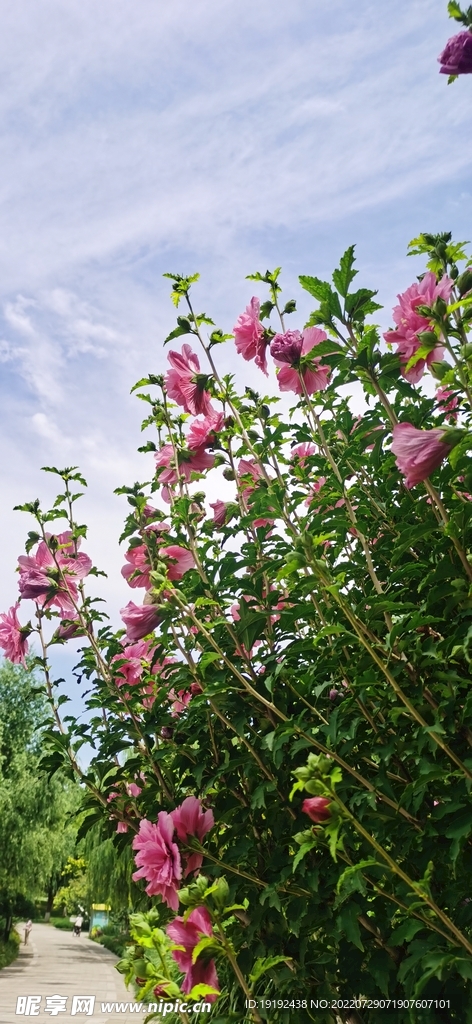 木槿花