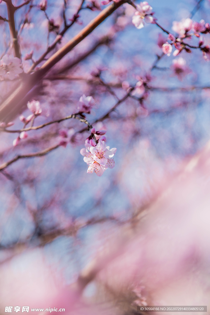 户外梅花樱花花朵