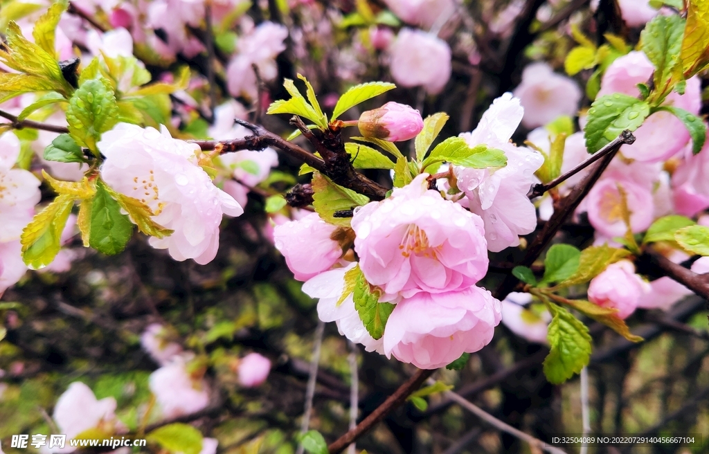 花草自然背景