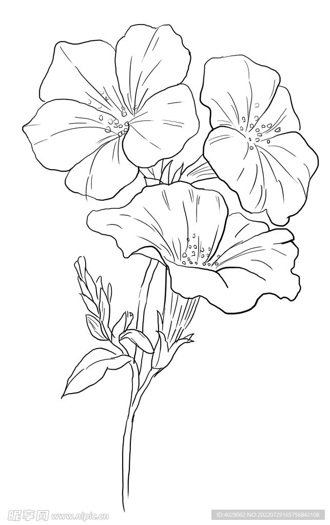 百合花