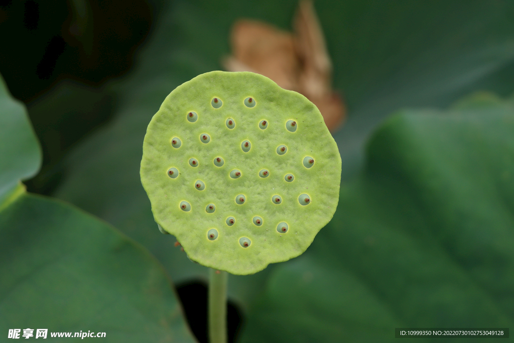 莲蓬莲子