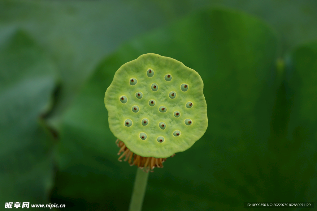莲蓬莲子