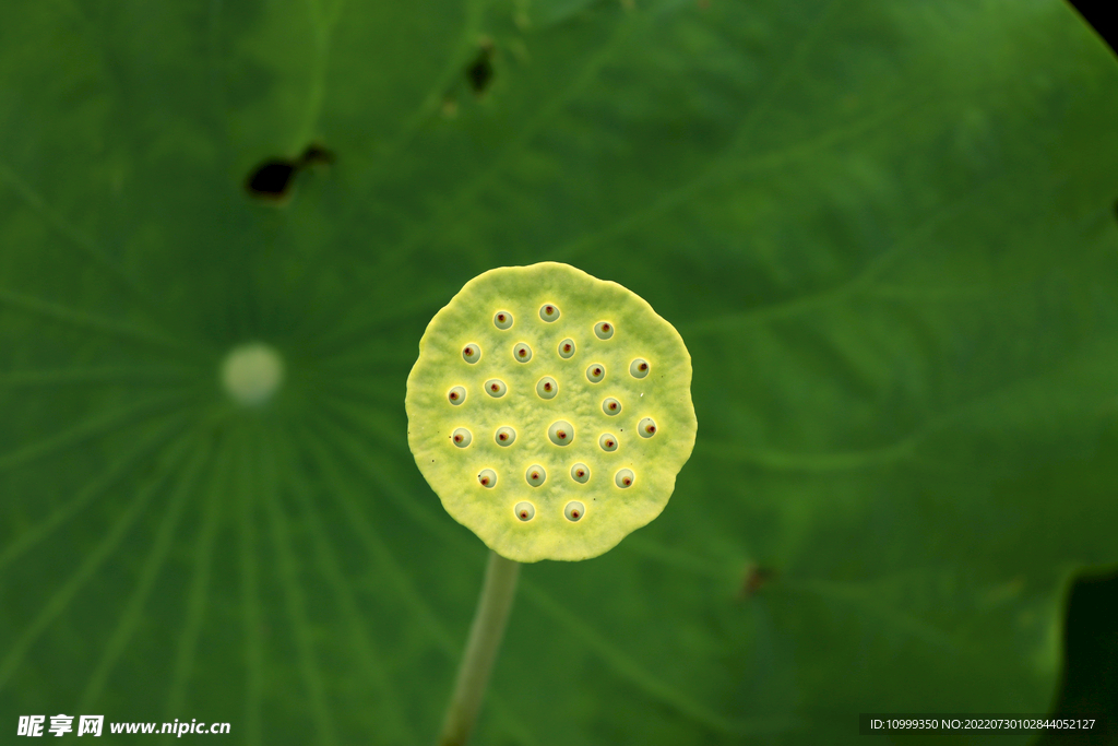 莲蓬莲子