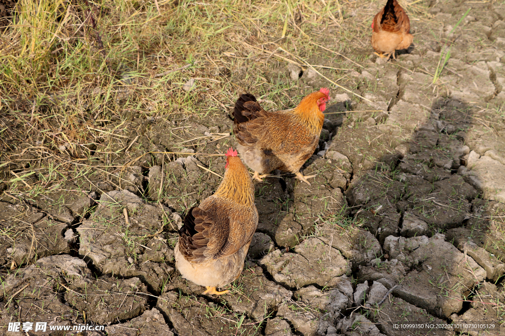 田园母鸡