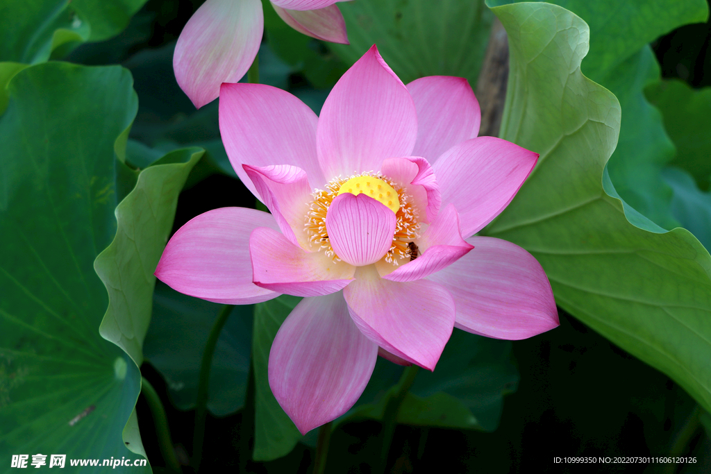 莲花花苞