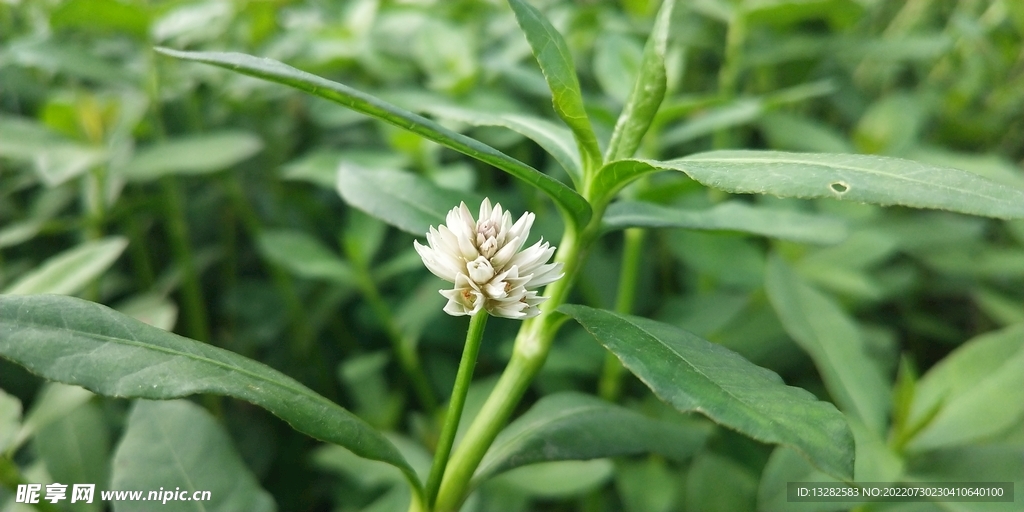 喜旱莲子草花