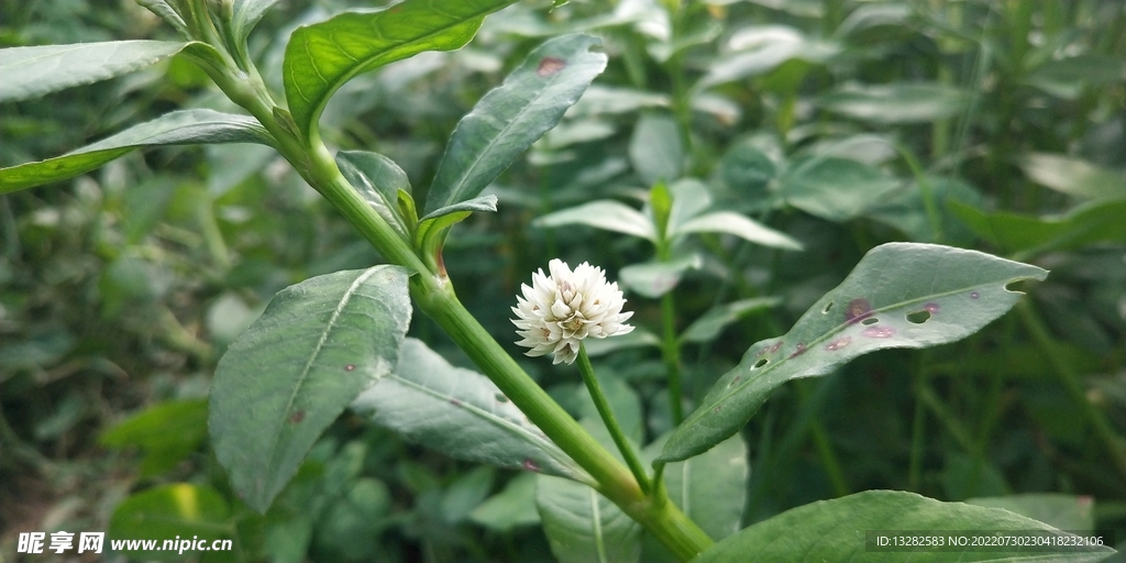 喜旱莲子草花图片