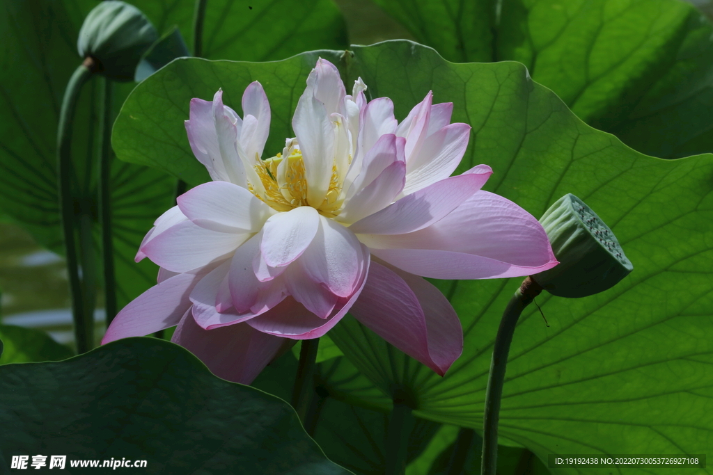荷花 