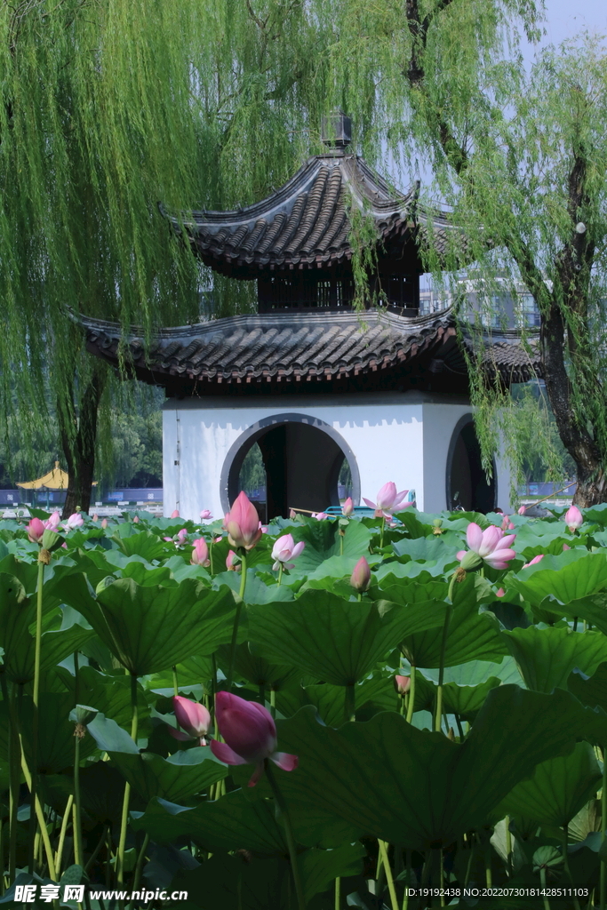 荷叶荷花 