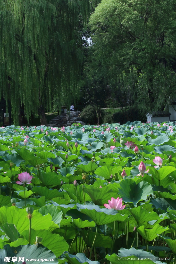 荷叶荷花