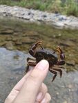 小溪螃蟹   