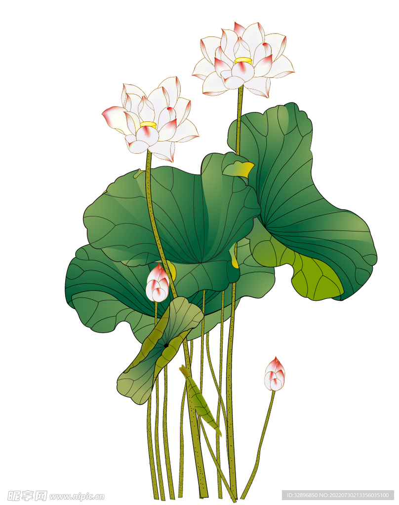 荷花