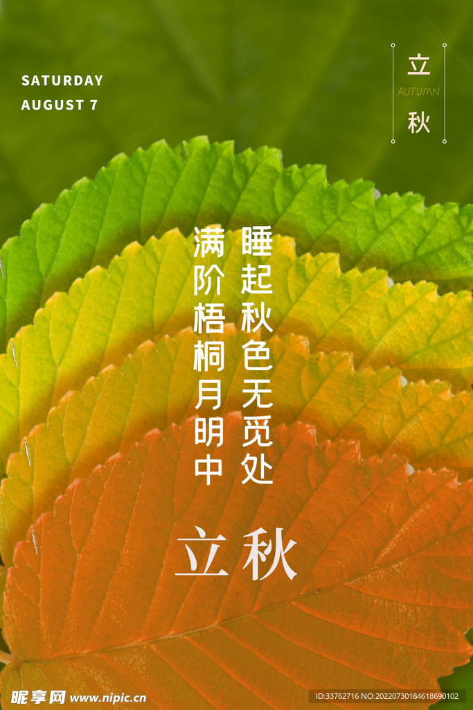 立秋海报