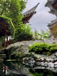 青苔
