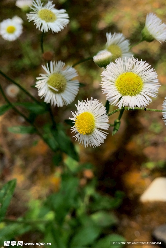 野生小雏菊